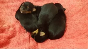 Australian Silky Terrier – Upper Swan