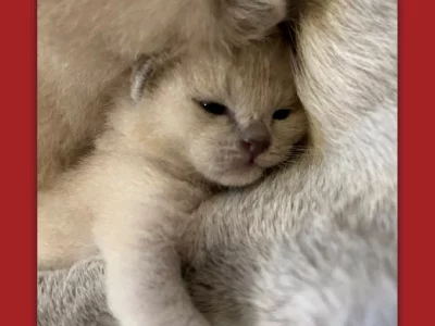 BEAUTIFUL BURMESE KITTENS