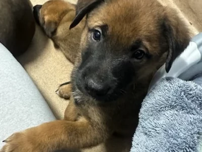 Belgian Malinois – Kilsyth South