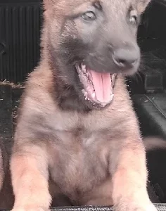 Belgian Malinois – South Bingera