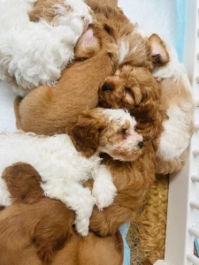 Black and White Cavoodle – Randwick