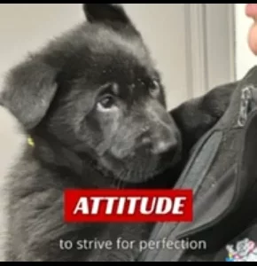 Black German Shepherd Puppies