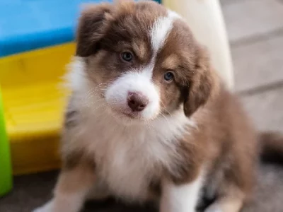 Border Collie – Rye