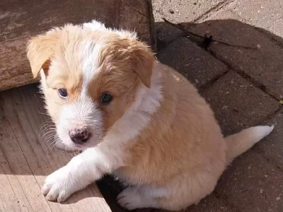 Border Collie – Tanunda