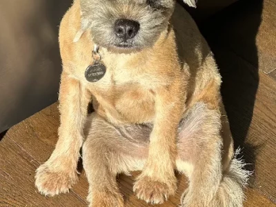 Border Terrier