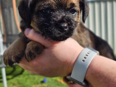 Border Terrier Puppies