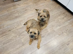 BORDER TERRIER puppies soon to arrive