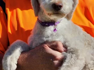 BOrdoodle Pups Please make an enquiry