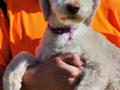 BOrdoodle Pups Please make an enquiry