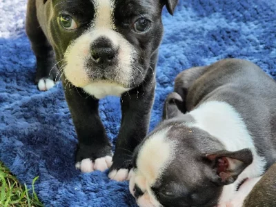 Boston Terrier Puppies for sale