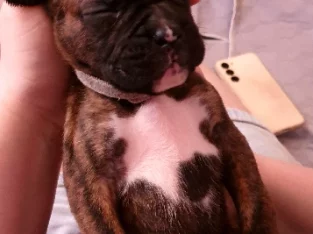 Boxer Puppies for Sale