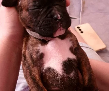 Boxer Puppies for Sale