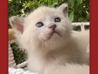 Burmese – Bald Hills