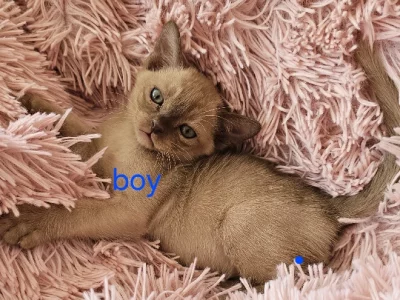 Burmese – Stockleigh