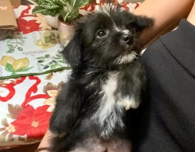 Cairn Terrier – Casuarina