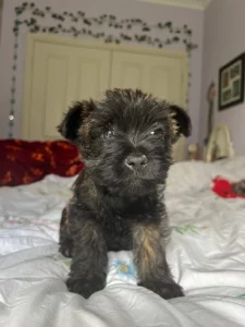 Cairn Terrier – Cobains