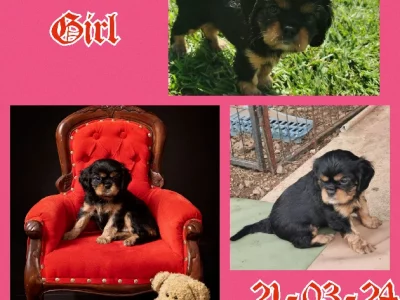 Cavalier King Charles Spaniel – Lockrose