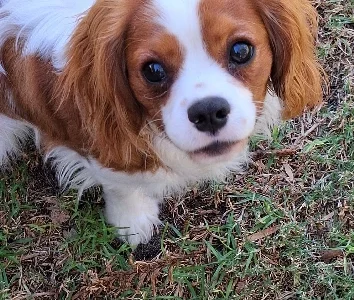 Cavalier King Charles Spaniel – Southern River