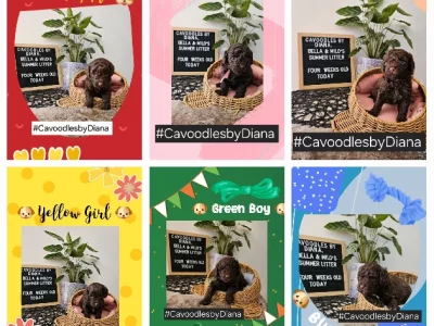 Cavoodle – Greenvale