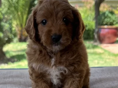 Cavoodle – O’Connell