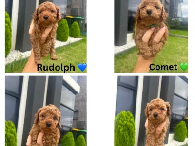 Cavoodle – Oran Park