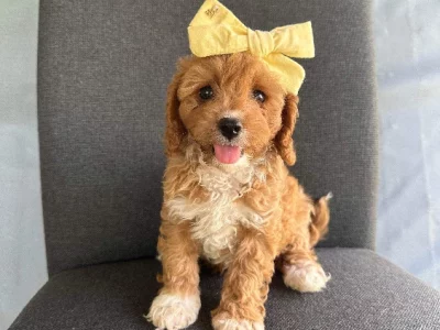 Cavoodle – Promisedpets