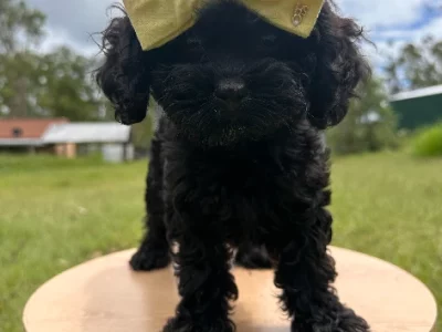 Cavoodle – Cedar Vale