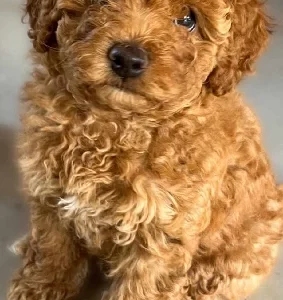 Cavoodle – Southport