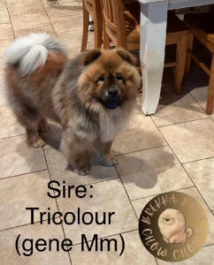 Chow Chow – Hinchinbrook