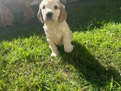 Cocker Spaniel – Alstonville
