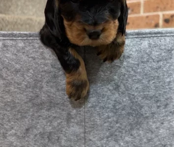 Cocker Spaniel – Penrith