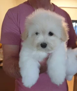 Coton De Tulear – Caboolture