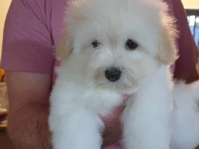 Coton De Tulear – Caboolture