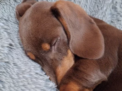 Dachshund – Berwick