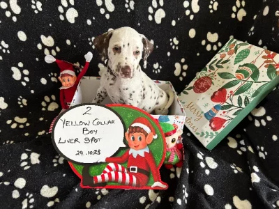 Dalmatian – Willunga