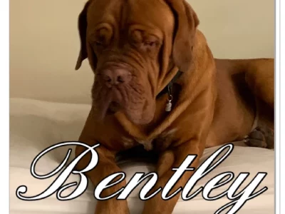 Dogue de Bordeaux