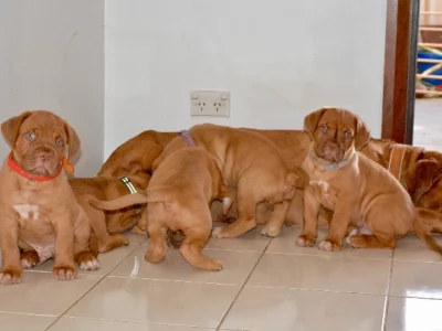 Dogue De Bordeaux – Geraldton