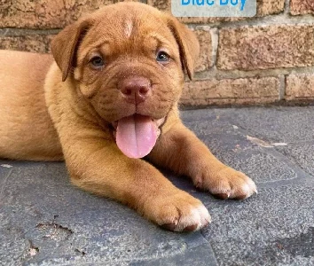 Dogue De Bordeaux – Tenambit
