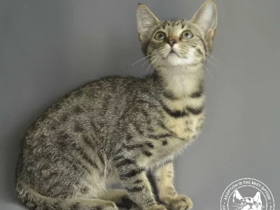 Domestic Short Hair (DSH) “MILEY”- Atherton
