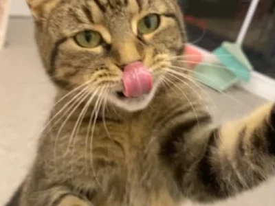 Domestic Short Hair (DSH) – Epping