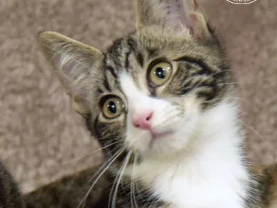 Domestic Short Hair (DSH) “MALACHITE”- Millaa Millaa