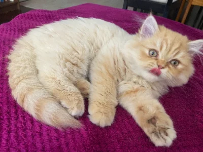Exceptional Purebred Golden Persian Kitten