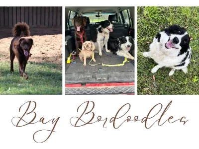 F1B Bordoodles (Bordoodle x Border Collie)