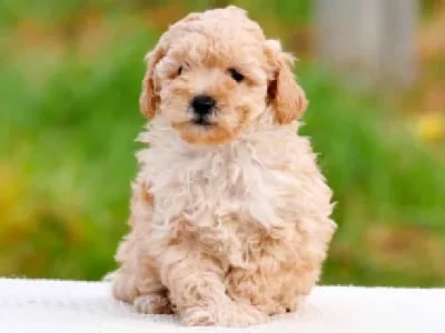 Fluffy Cute Poochon (Poodle x Bichon) Puppies Available Now