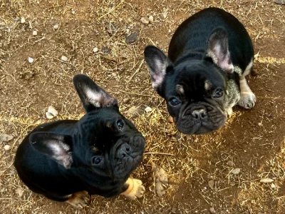 French Bulldog – Milawa