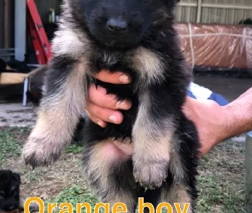 German Shepherd – Dalby