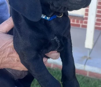 German Shorthaired Pointer – Ballarat