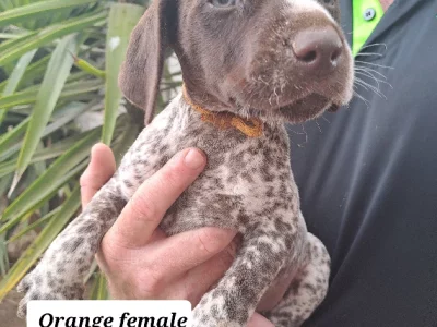 German Shorthaired Pointer – Cowra