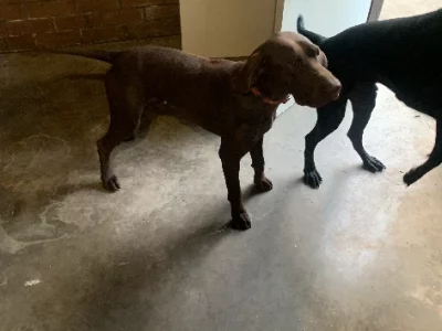 German Shothaired Pointer – Buchan