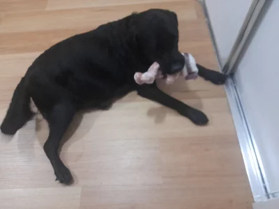 Goldador – Bethania